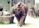 動物図鑑・インドサイ 3